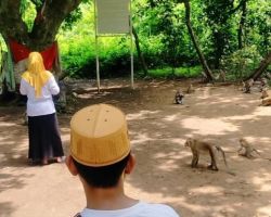 Ratusan Monyet di Wisata Hutan Kera Nepa Sampang Kelaparan, Ada Apa? 