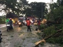 Hujan Deras di Banyuwangi, 12 Rumah Rusak dan 9 Pohon Tumbang