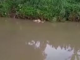 Jenazah Rusmi Ditemukan di Sungai Bomo, Kasihan Ternyata Korban Pikun