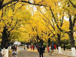 Pasca Lockdown Perdagangan China dan Korea Utara Dibuka Kembali