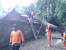 Hujan Angin Menerjang DIY, Pohon Tumbang di 22 Lokasi