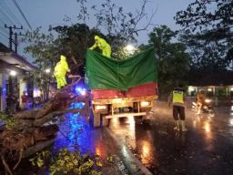 Karena Hujan Lebat di Trenggalek, Pohon Tumbang dan Minimpa Truk