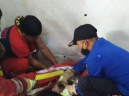 Seekor Monyet Mengamuk di Rumah Warga, Damkar Ngoro Langsung Evakuasi