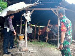 Antisipasi Penularan Penyakit Hewan PMK Babinsa Driyorejo Kunjungi Peternakan Sapi