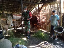 Cegah penyakit PMK, Sertu Tugianto Kerap Sambangi Peternak Sapi di Wilayah Binaanya