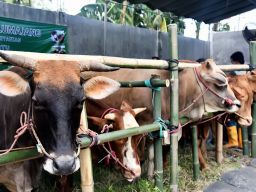 Diserang Penyakit Ternak, Pemkab Lumajang Siapkan Dokter di Sejumlah Pasar Sapi