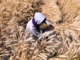 Gandum Ukraina Tidak Amankan Rantai Pangan Global, Tapi Ditukar Senjata ke UE