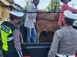Antisipasi Meluasnya PMK, Ini Yang Dilakukan Satlantas Polres Sampang
