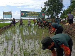 Wujudkan Ketahanaan Pangan Nasional, Kodim Surabaya Timur Tanam Padi