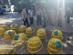 Larangan Judi Merpati di Wilayah Semampir