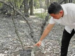 Telusuri Pohon Koka, Polisi: Pohon Sudah Mati, Tersangka Ngaku Tanam Sendiri