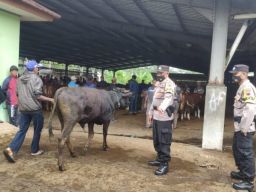 Sebanyak 40 Kambing dan 150 Sapi di Pasar Hewan Wonolelo Bebas PMK
