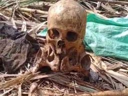 Berusia 100 Tahun, Pria di Jember Ditemukan Tinggal Kerangka di Lahan Tebu