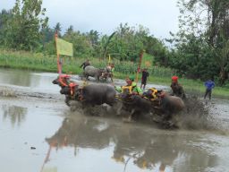 Makepung Lampit, Bupati Tamba Minta Jaga Warisan Budaya