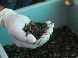 Beri Makan 700 Kepala Penghuni Liponsos, Ini Cara Unik Pemkot Surabaya