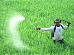Kelangkaan Pupuk di Sampang Buat Petani Berhenti Mengolah Lahan