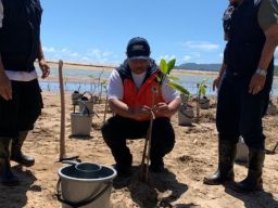 Hadapi Ancaman Banjir, BNPB Tanam Mangrove di Pantai Soge Pacitan
