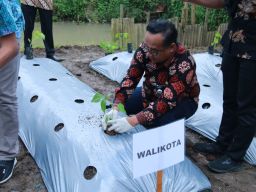 Atasi Urban Farming, Pemkot Magelang Tanam Bibit dari Dana Insentif Daerah