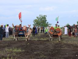 Serunya Atraksi Mekepung Diiringi Kendang Mebarung di Sirkuit All in One