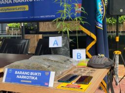 BNN Kota Balikpapan Amankan Pengedar Narkotika dan Dua Pohon Ganja