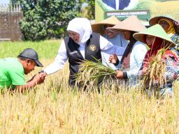 Khofifah Bilang Jatim Mampu Jadi Lumbung Pangan Nasional Selama Tiga Tahun