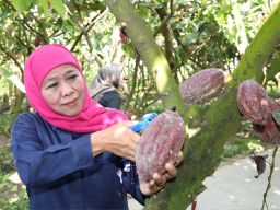 Khofifah Petik Buah Coklat di Desa Pendulum Devisa Kademangan Blitar