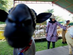Banyuwangi Livestock Contest 2023, Dorong Peternak Hasilkan Bibit Unggul