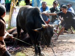 Masjid Agung Baiturrahman Banyuwangi Sembelih Kurban Sapi Ipuk Fiestiandani