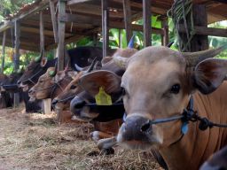 Jelang Iduladha, Kementan Pantau dan Jamin Kesehatan Hewan Kurban