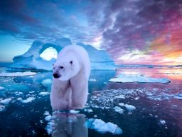 Definisi Kata Artik Menurut Para Ahli Berasal dari Bahasa Yunani Arktos