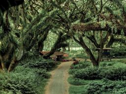 Suasana Film Lord of The Ring Mirip di Hutan De Djawatan Benculuk Banyuwangi
