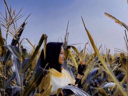 Wali Kota Eri Cahyadi Tanam Pengganti Padi untuk Antisipasi Iklim El Nino