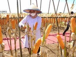 Banyuwangi Jadi Lumbung Jagung Jatim, Menghasilkan 18,9 Persen Dari Kebutuhan