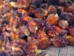 Indonesia Alihkan Ekspor Sawit ke Afrika, Asia Tengah dan Eropa Timur