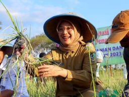 Bupati Banyuwangi Ipuk Fiestiandani dan Petani Panen Bawang Merah Organik