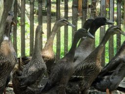 Dinas Peternakan Bangkalan Minta Itik Dabung Ditetapkan Sebagai Hewan Endemik