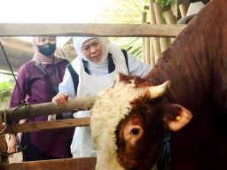 Vaksin PMK Telah Digunakan Hewan Ternak di Jatim Mencapai 6,1 Juta Dosis