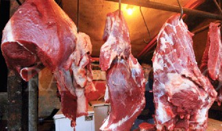 Polemik Pemotongan Sapi Betina di Surabaya, Muthowif Angkat Bicara