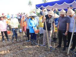 Bupati Jembrana Tanam Perdana Benih Jagung Hibrida