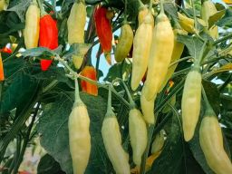 Harga Cabai Merah Besar, Keriting dan Rawit di Jawa Timur Cenderung Stabil