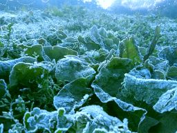 Fenomena Frozen di Bromo Disukai Wisatawan Tapi Dibenci Petani Tengger