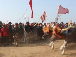 Ratusan Pasang Kerbau Meriahkan Jembrana Cup 2023