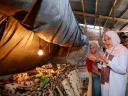 Peternak Jangkrik Desa Bagorejo Kedatangan Bupati Ipuk Fiestiandani