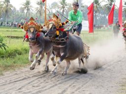 Bupati Tamba Buka Lomba Mekepung, Bentuk Promosi dan Pelestarian Budaya Lokal