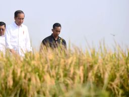 Presiden Jokowi Ikut Panen Raya di Desa Ciasem Girang, Subang