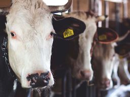 BEEF Mengalami Peningkatan Laba Bersih 1.917 Persen Year on Year