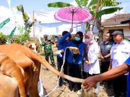 Program SMS Ipuk Fiestiandani Berhasil Tingkatkan Produktivitas Sapi di Banyuwangi