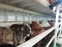 Diana Dewi Pemilik Asian Agri, Kembali Tambah Kepemilikan Saham BEEF