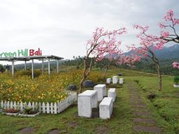 Agrowisata Green Hill Bali Dibuka, lengkapi destinasi wisata alam milik Jembrana