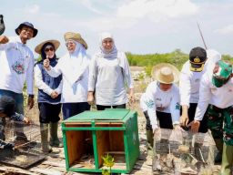 Gubernur Khofifah Indar Parawansa Tanam 22 Ribu Bibit Mangrove di Sumenep